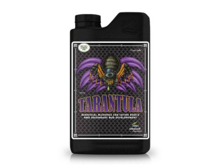 tarantula